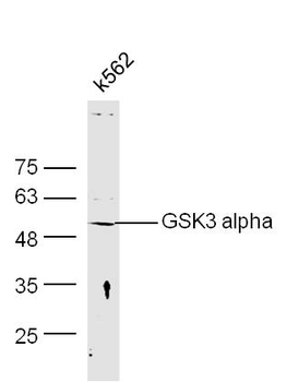 GSK3A Rabbit Polyclonal Antibody