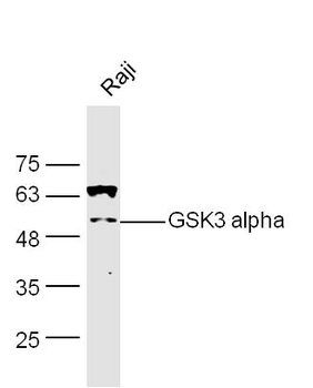 GSK3A Rabbit Polyclonal Antibody