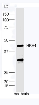 HRH4 Rabbit Polyclonal Antibody