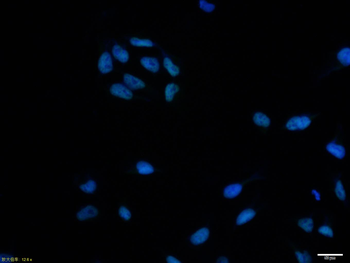 Histone H4 (Acetyl K5) Rabbit Polyclonal Antibody