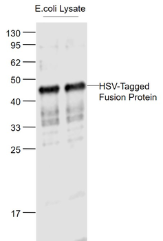 HSV tag Rabbit Polyclonal Antibody