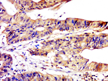 Phospho-HSF1 (Ser326) Rabbit Polyclonal Antibody