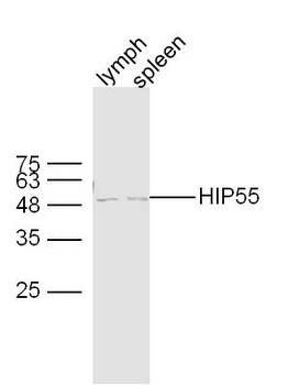 HIP55 Rabbit Polyclonal Antibody