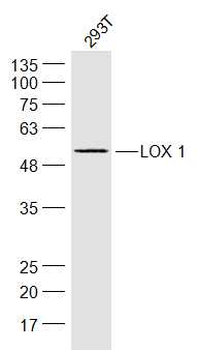 LOX 1 Rabbit Polyclonal Antibody