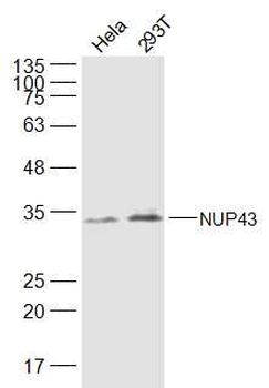 NUP43 Rabbit Polyclonal Antibody