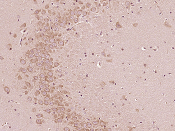 NXN Rabbit Polyclonal Antibody