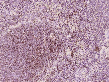 Phospho-NFAT2 (Ser233) Rabbit Polyclonal Antibody