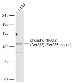 Phospho-NFAT2 (Ser233) Rabbit Polyclonal Antibody