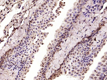 Phospho-NFKB1 (Ser373) Rabbit Polyclonal Antibody