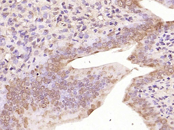 Phospho-NFKB1 (Ser373) Rabbit Polyclonal Antibody