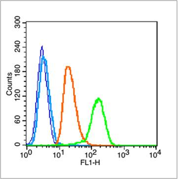NFKB1 Rabbit Polyclonal Antibody