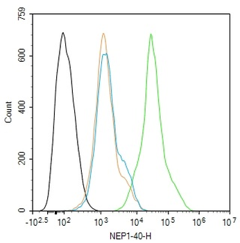 NEP1-40 Rabbit Polyclonal Antibody