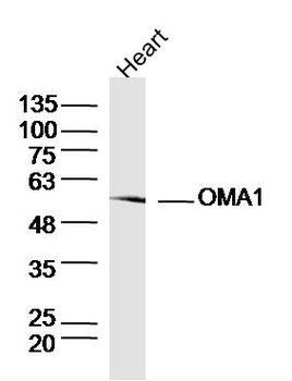 OMA1 Rabbit Polyclonal Antibody