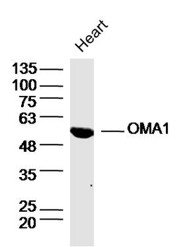 OMA1 Rabbit Polyclonal Antibody