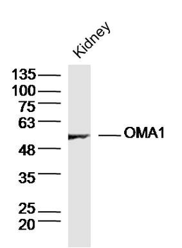 OMA1 Rabbit Polyclonal Antibody
