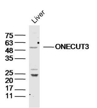 ONECUT3 Rabbit Polyclonal Antibody
