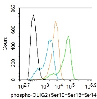 Phospho-OLIG2 (Ser10+Ser13+Ser14) Rabbit Polyclonal Antibody