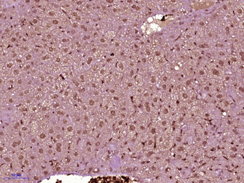 PRPSAP2 Rabbit Polyclonal Antibody