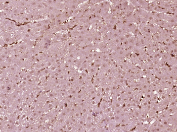 PRPSAP2 Rabbit Polyclonal Antibody