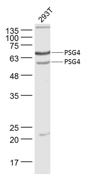 PSG4 Rabbit Polyclonal Antibody