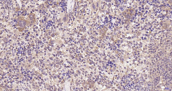 PSMA8 Rabbit Polyclonal Antibody