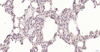 PSMA8 Rabbit Polyclonal Antibody