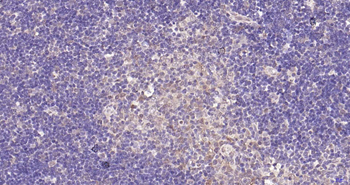 PSMA8 Rabbit Polyclonal Antibody