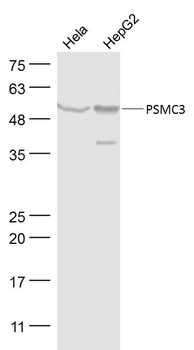 PSMC3 Rabbit Polyclonal Antibody