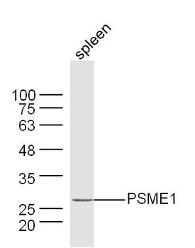 PSME1 Rabbit Polyclonal Antibody