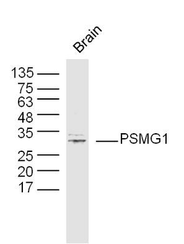 PSMG1 Rabbit Polyclonal Antibody