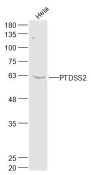 PTDSS2 Rabbit Polyclonal Antibody