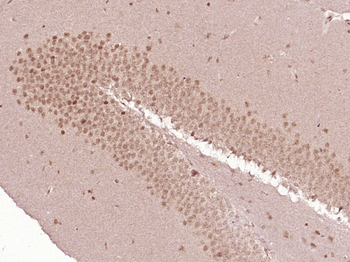 PUF60 Rabbit Polyclonal Antibody