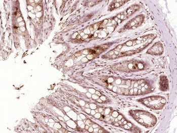 PUF60 Rabbit Polyclonal Antibody