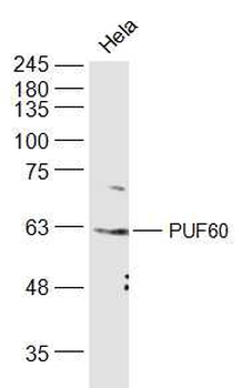 PUF60 Rabbit Polyclonal Antibody