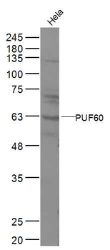 PUF60 Rabbit Polyclonal Antibody
