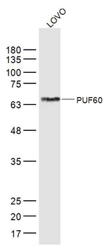 PUF60 Rabbit Polyclonal Antibody