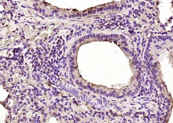 PURA Rabbit Polyclonal Antibody