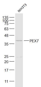 PEX7 Rabbit Polyclonal Antibody