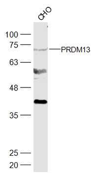 PRDM13 Rabbit Polyclonal Antibody