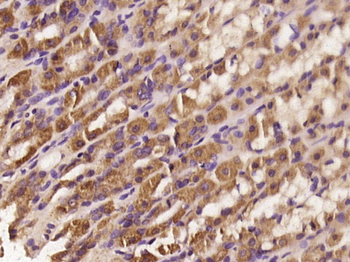 PACSIN2 Rabbit Polyclonal Antibody