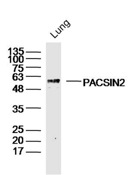 PACSIN2 Rabbit Polyclonal Antibody