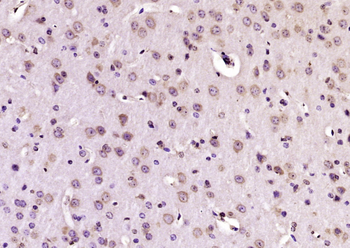 PAMCI/RASF9 Rabbit Polyclonal Antibody