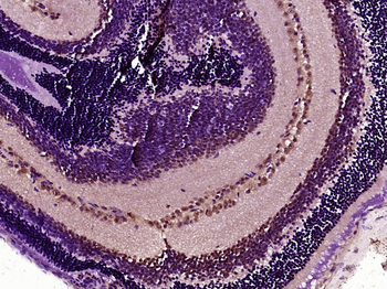 POU4F3 Rabbit Polyclonal Antibody