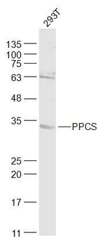 PPCS Rabbit Polyclonal Antibody