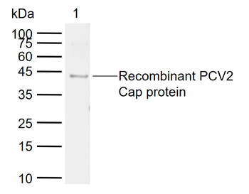 PCV2 Cap protein Rabbit Polyclonal Antibody