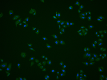 Phospho-PDCD4 (Ser457) Rabbit Polyclonal Antibody