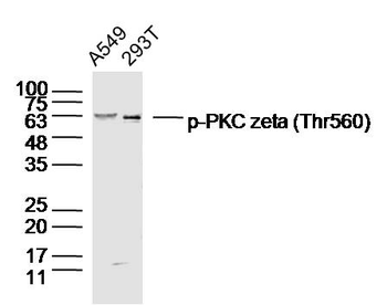 Phospho-PKC zeta (Thr560) Rabbit Polyclonal Antibody