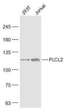 PLCL2 Rabbit Polyclonal Antibody