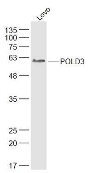 POLD3 Rabbit Polyclonal Antibody