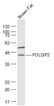 POLDIP2 Rabbit Polyclonal Antibody